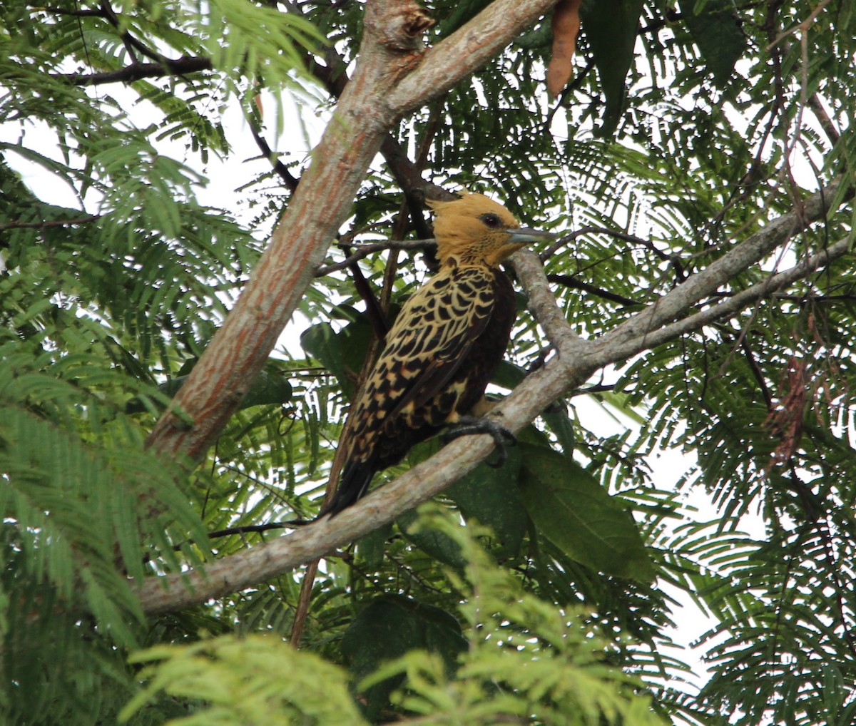 Ochre-backed Woodpecker - ML599444861