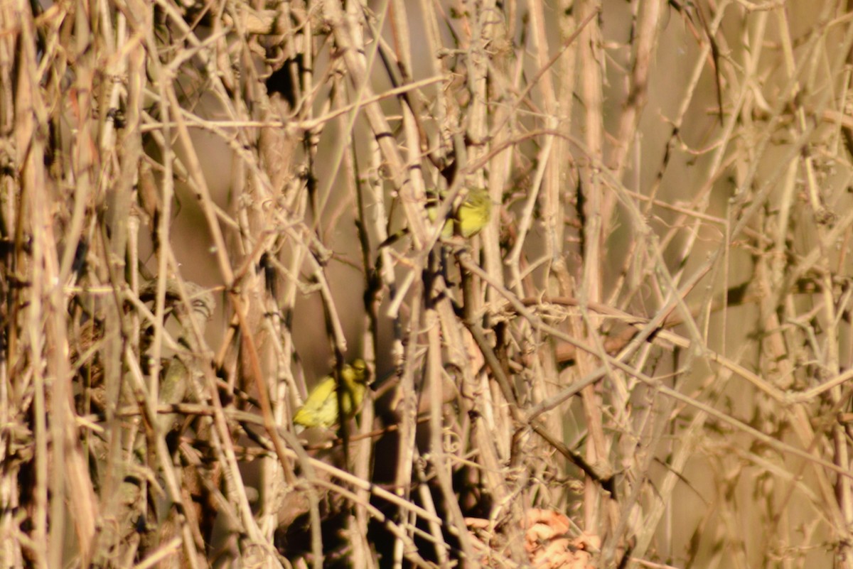 Orange-crowned Warbler - ML599447181