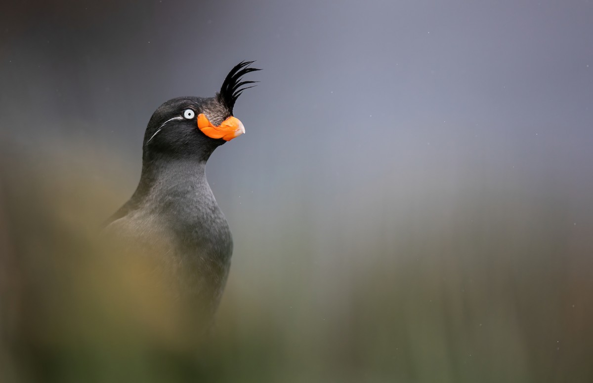 Crested Auklet - ML599449121