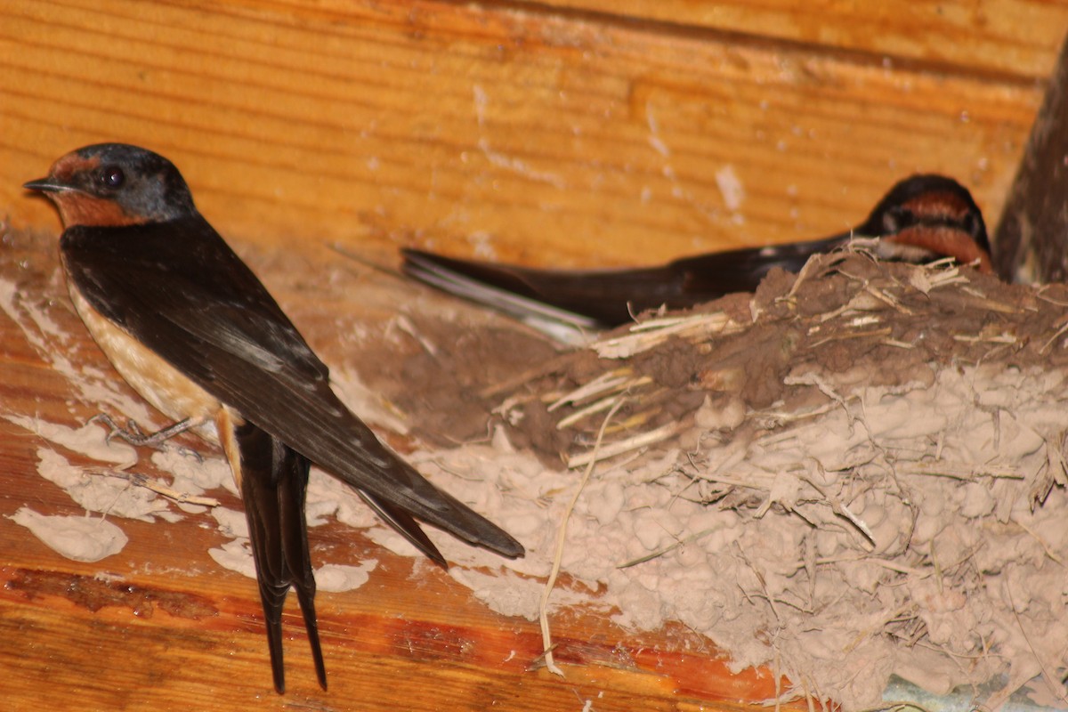 Barn Swallow - emily weber