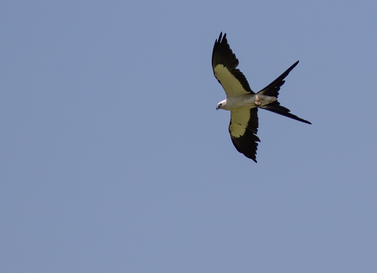 Swallow-tailed Kite - Doris Gertler