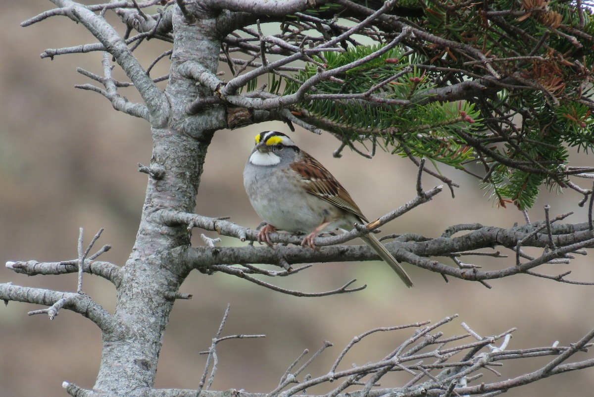 White-throated Sparrow - Josh Fecteau