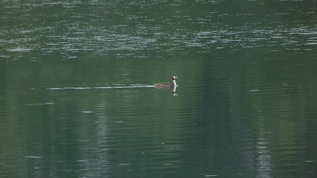 Great Crested Grebe - ML599466301
