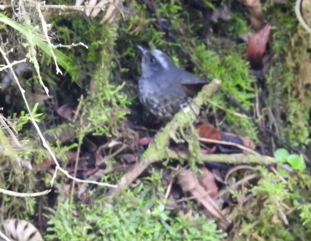 Silvery-fronted Tapaculo - ML599466771