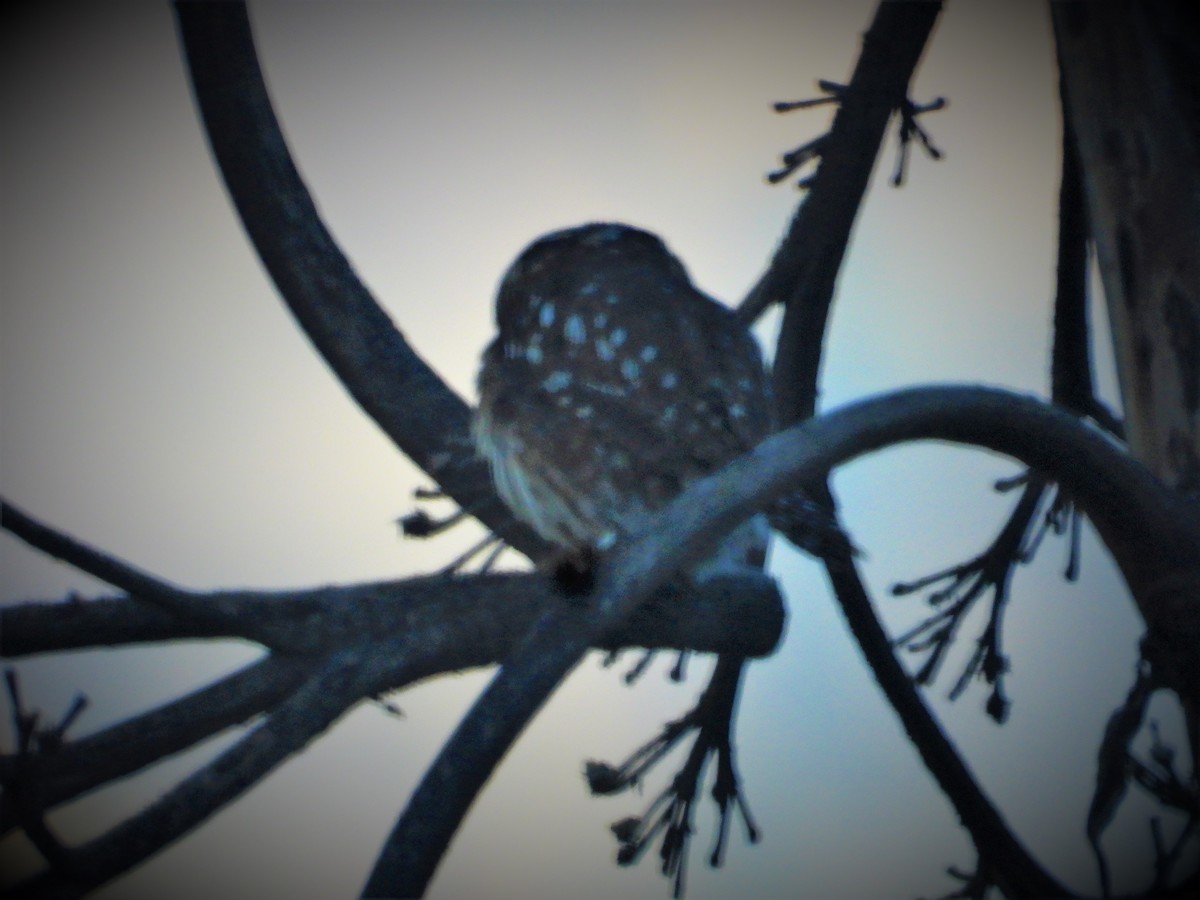 Peruvian Pygmy-Owl - ML599467241