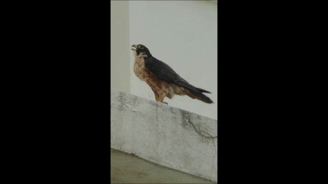 Peregrine Falcon (Shaheen) - ML599467331