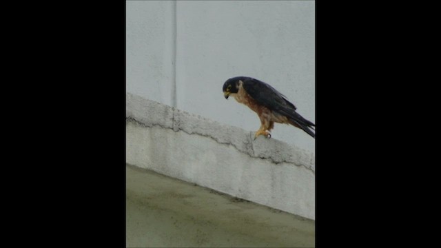Peregrine Falcon (Shaheen) - ML599467341