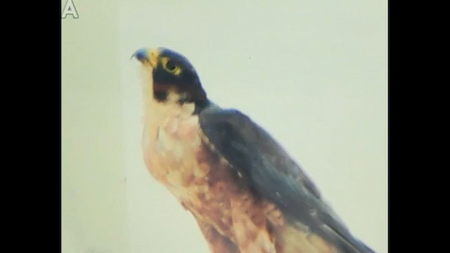 Peregrine Falcon (Shaheen) - ML599467771