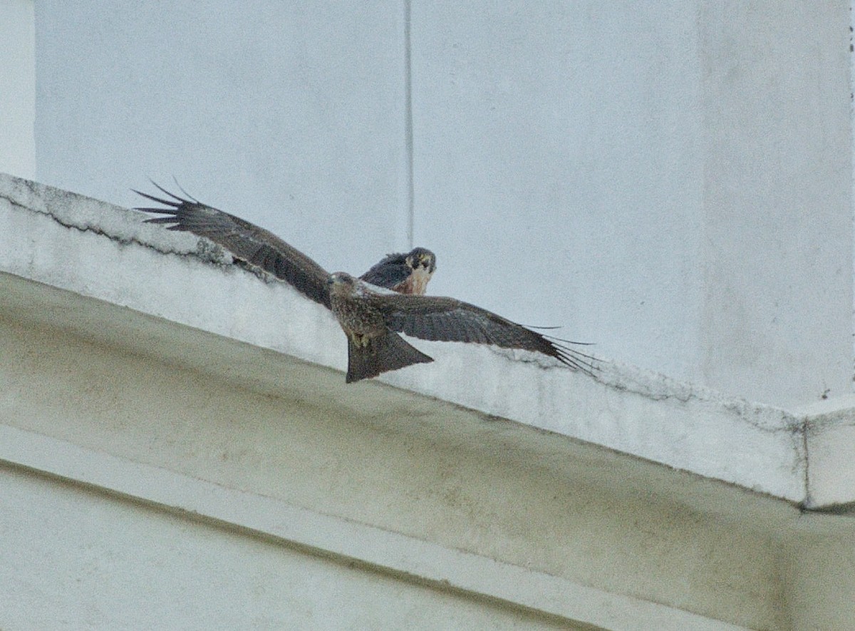 Peregrine Falcon (Shaheen) - ML599468601