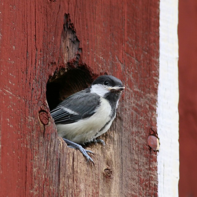 Ready to fledge. - Great Tit - 