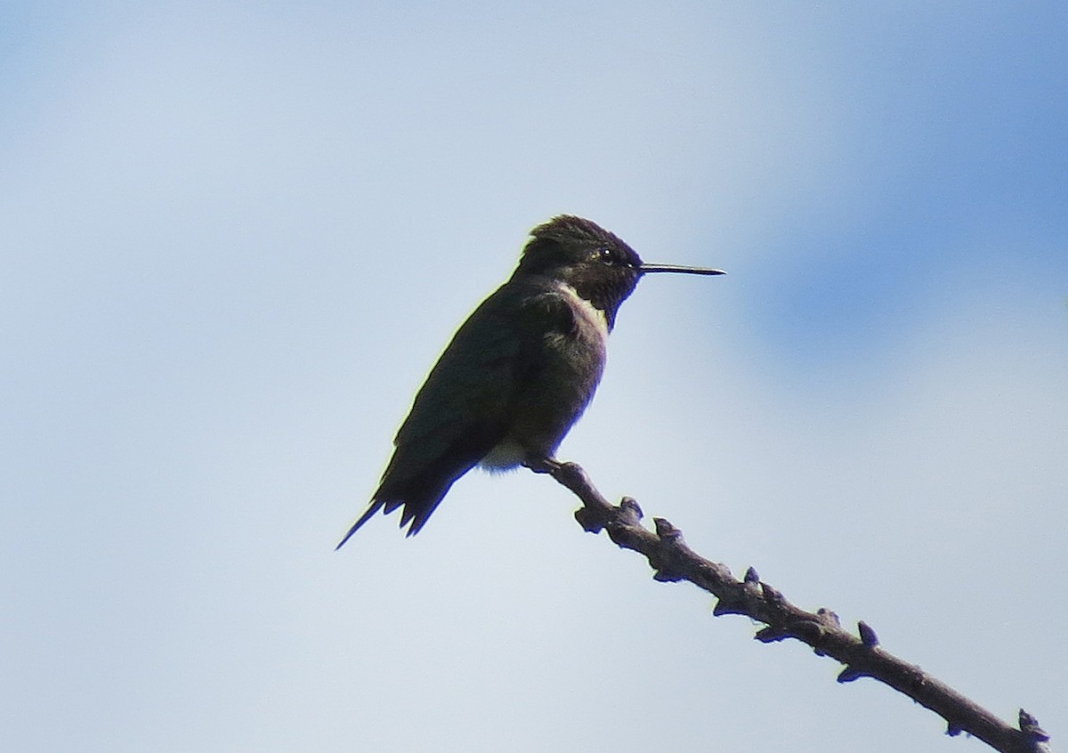 Ruby-throated Hummingbird - Joe Hanfman