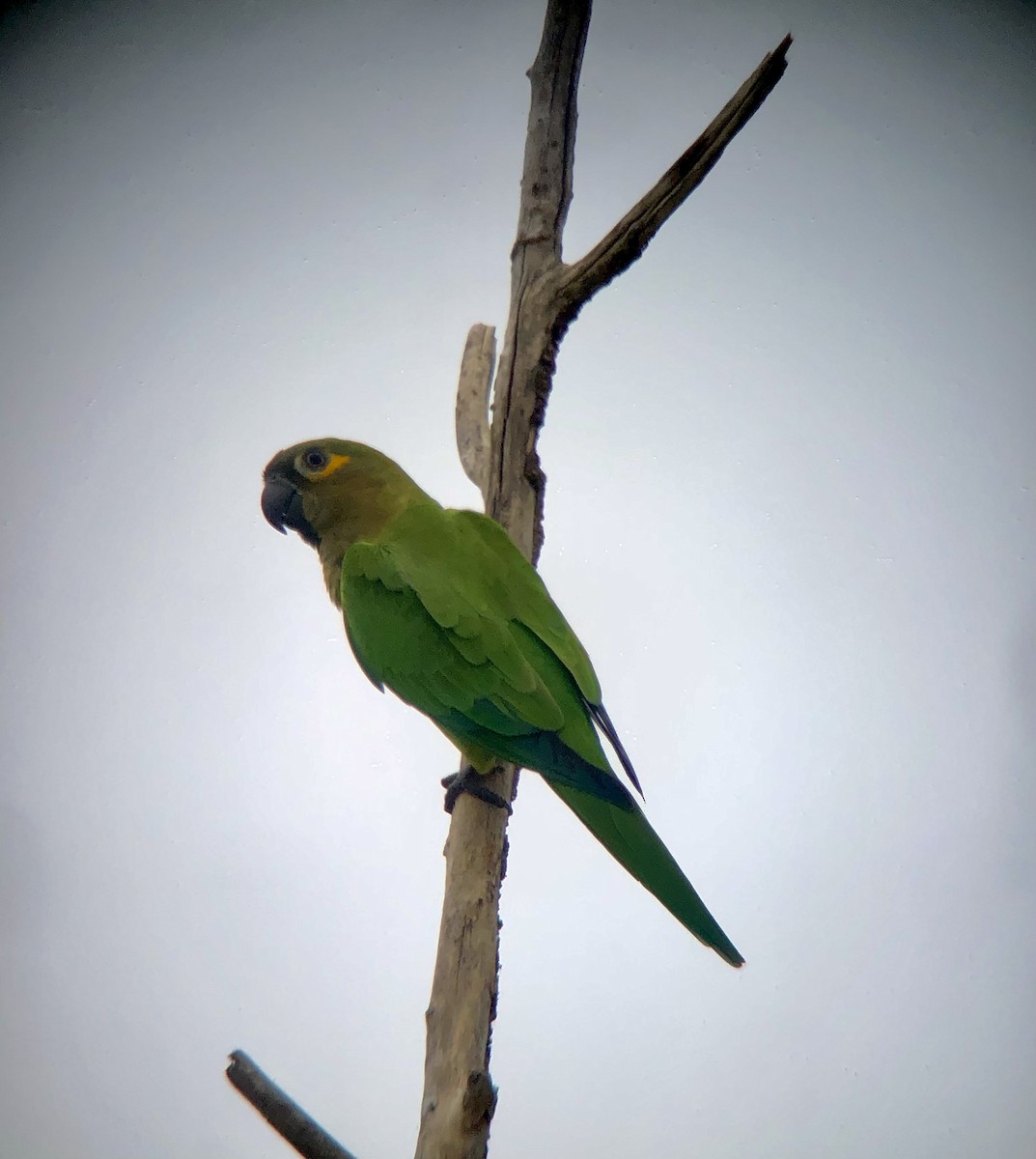 Brown-throated Parakeet (Veraguas) - ML599472911