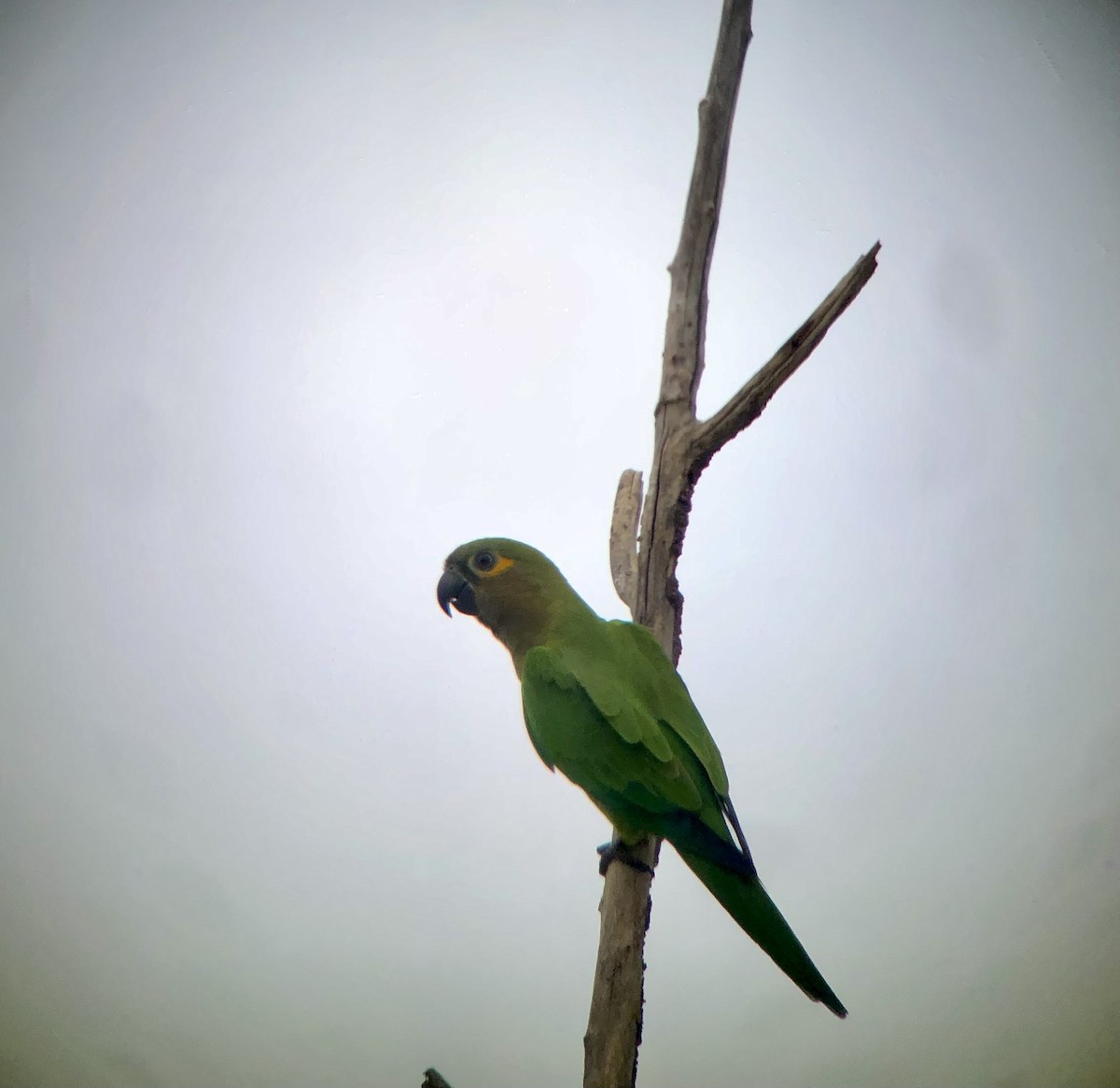 Brown-throated Parakeet (Veraguas) - ML599472981
