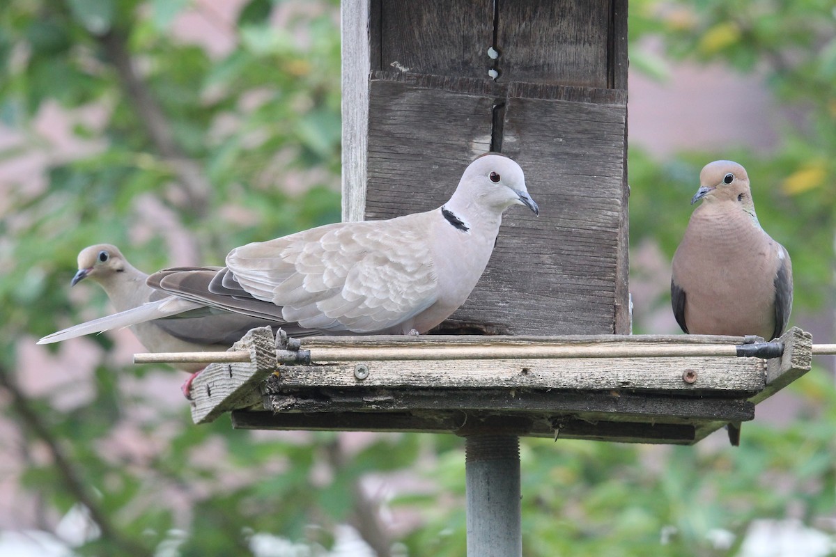 Eurasian Collared-Dove - Ron and Tracy George-Snyder