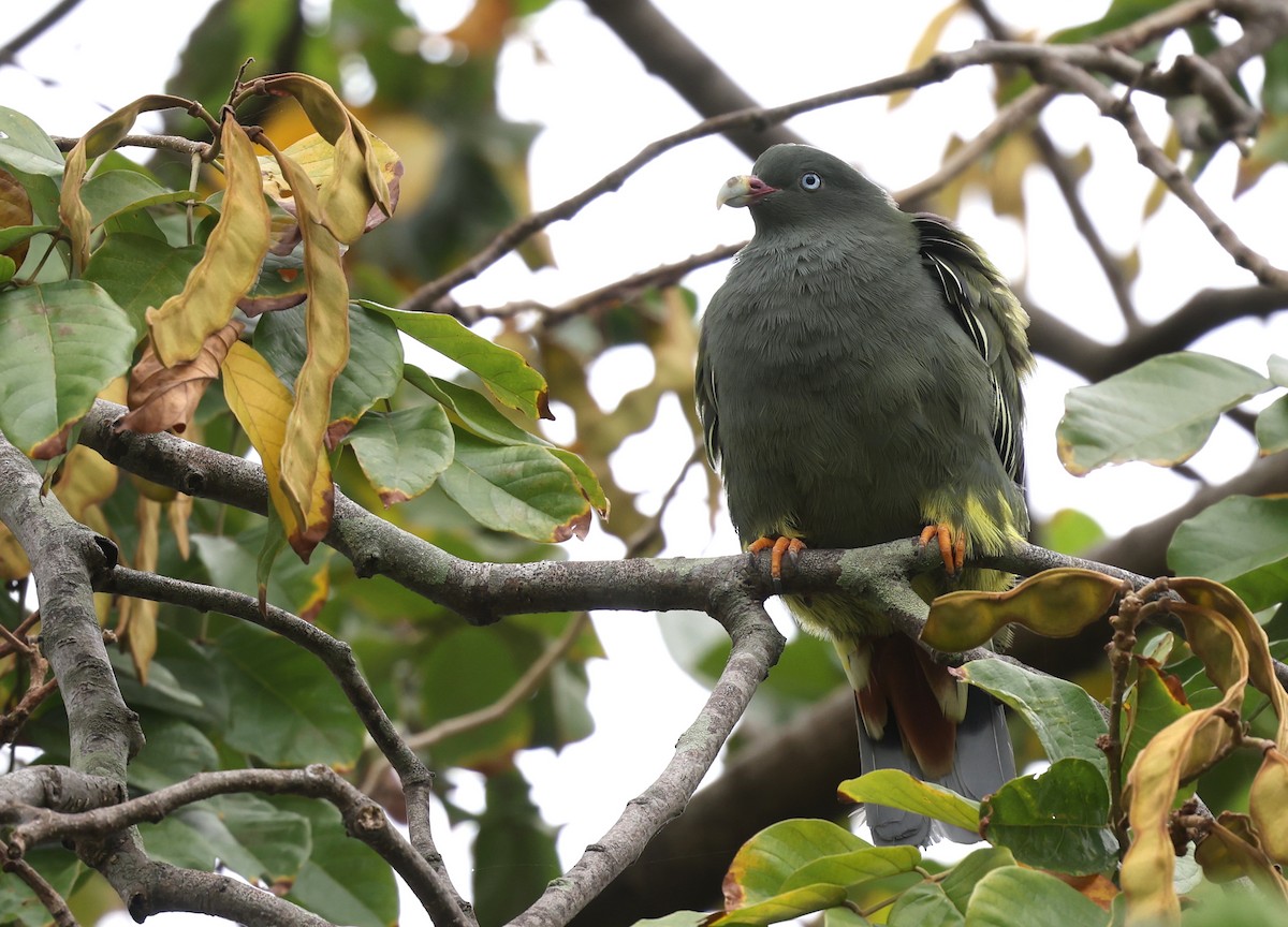 Sao Tome Green-Pigeon - ML599481561