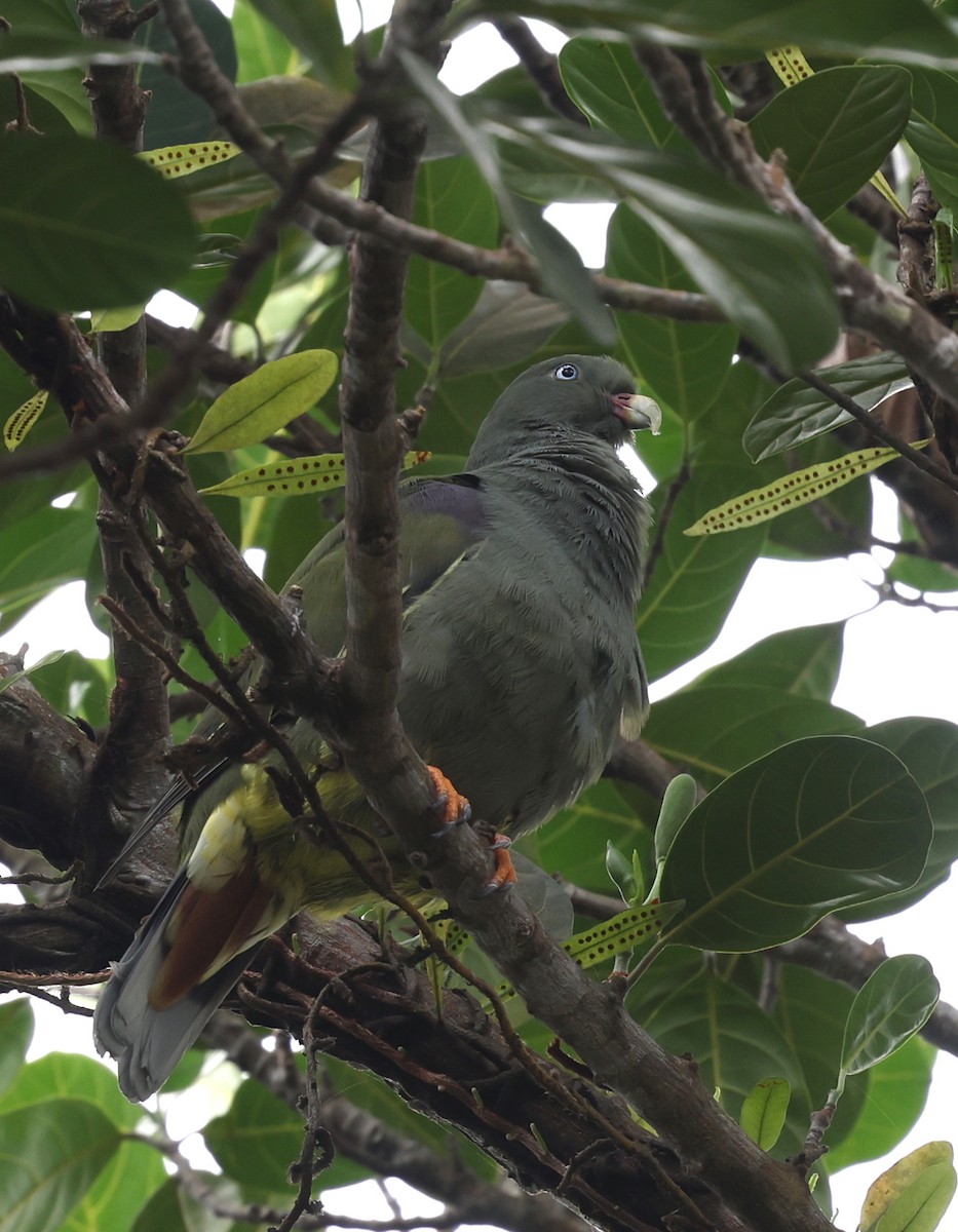 Sao Tome Green-Pigeon - ML599482191