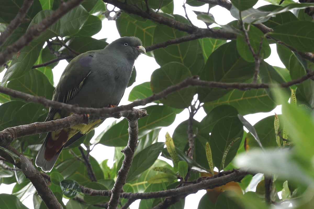 Sao Tome Green-Pigeon - ML599482201