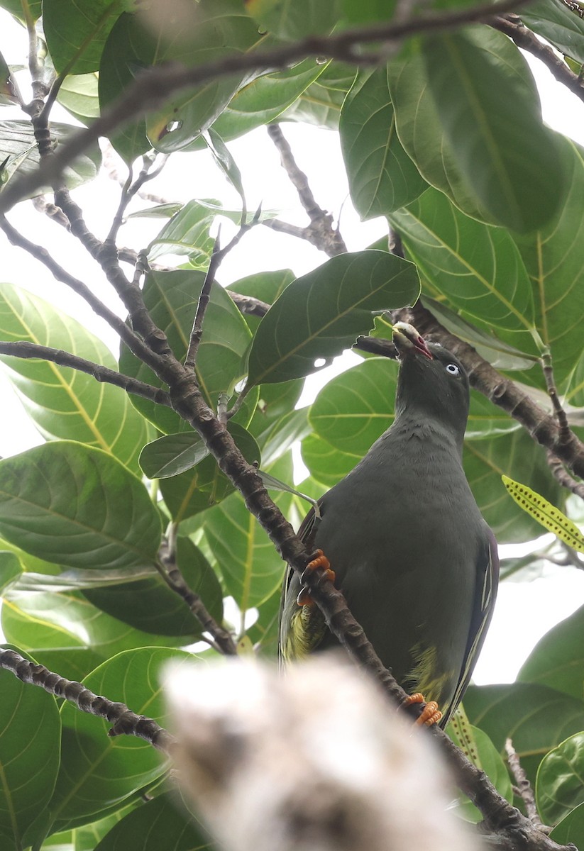 Sao Tome Green-Pigeon - ML599482251