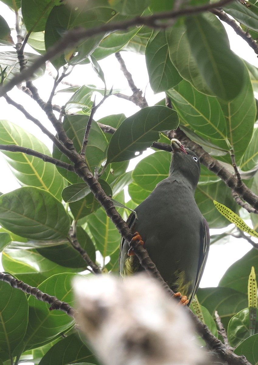 Sao Tome Green-Pigeon - ML599482261