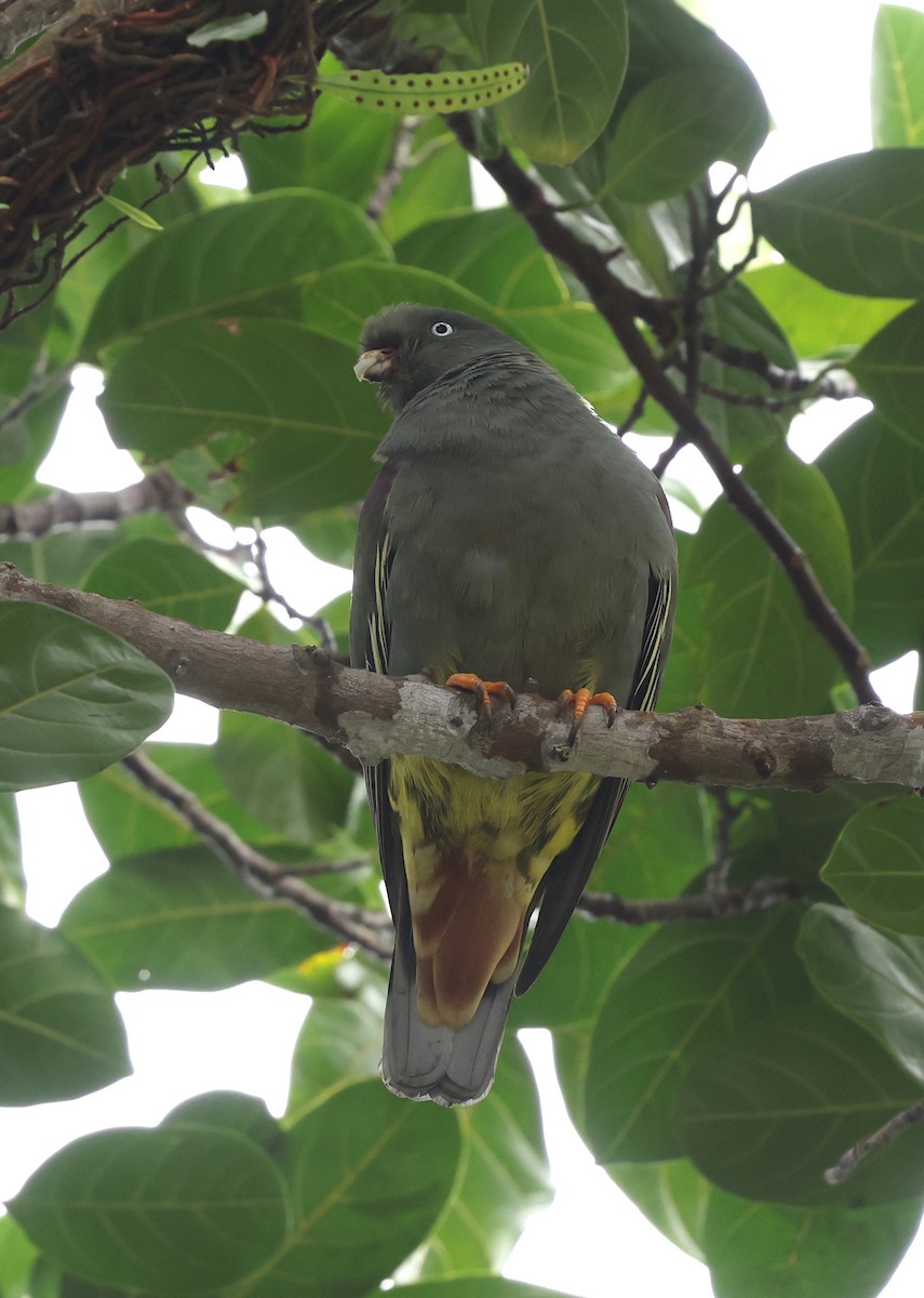 Sao Tome Green-Pigeon - ML599482371