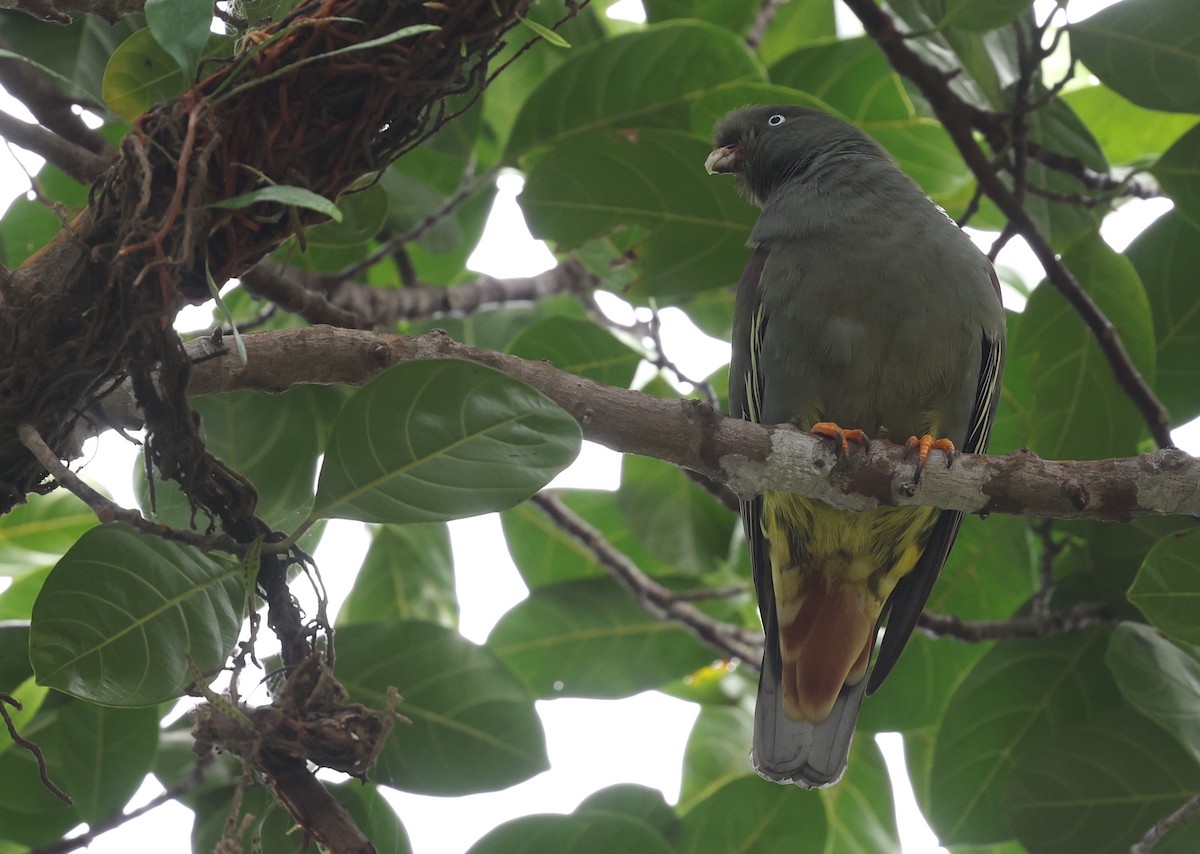 Sao Tome Green-Pigeon - ML599482381