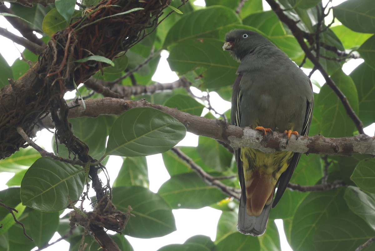 Sao Tome Green-Pigeon - ML599482391