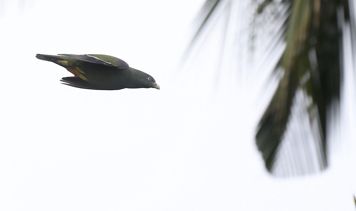 Sao Tome Green-Pigeon - ML599483331