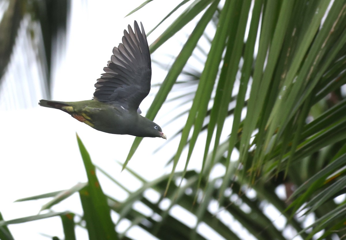 Sao Tome Green-Pigeon - ML599483341