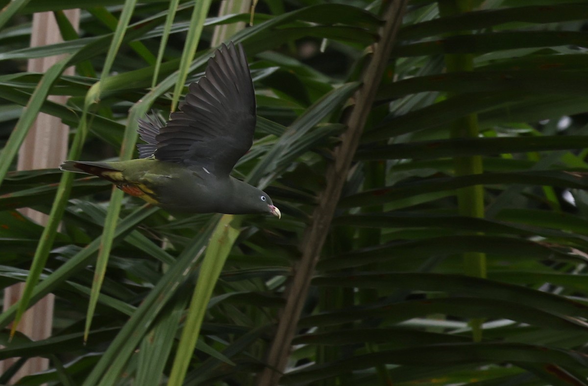 Sao Tome Green-Pigeon - ML599483351