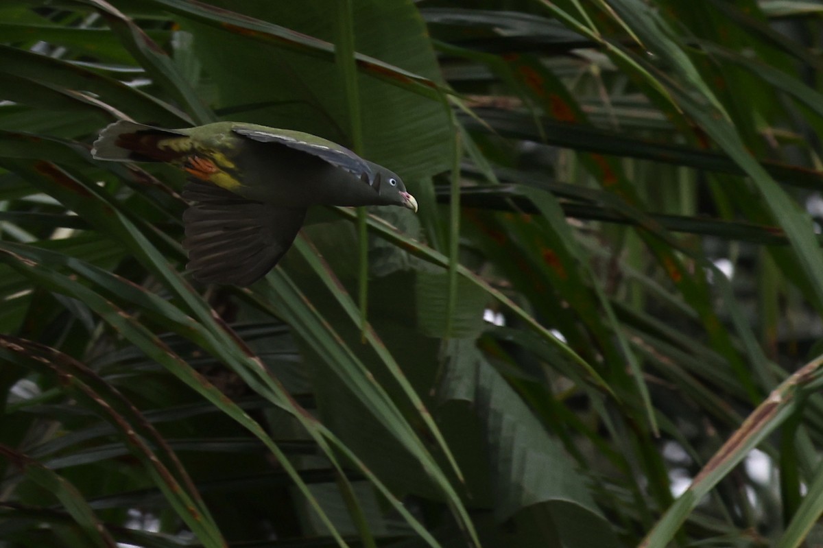 Sao Tome Green-Pigeon - ML599483361