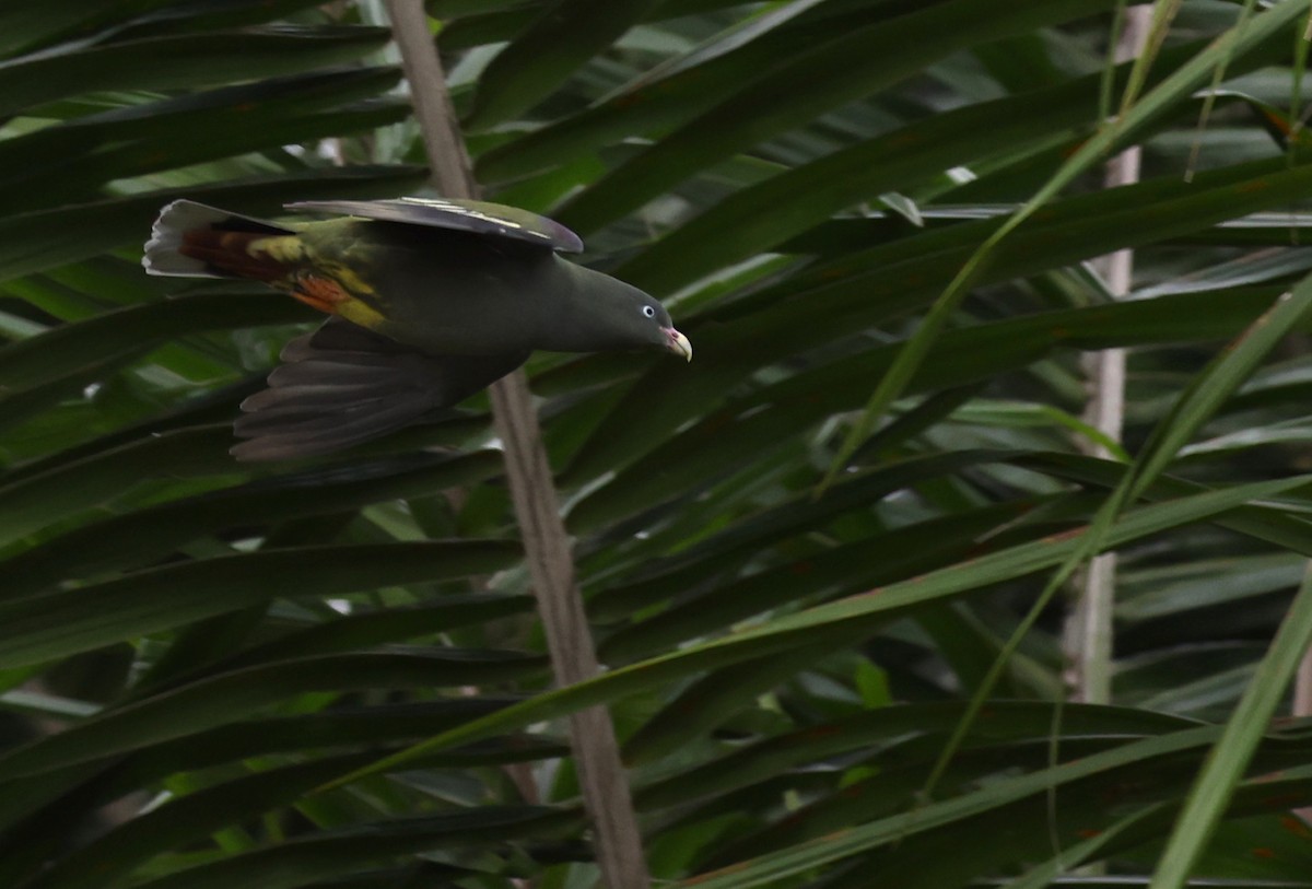 Sao Tome Green-Pigeon - ML599483371