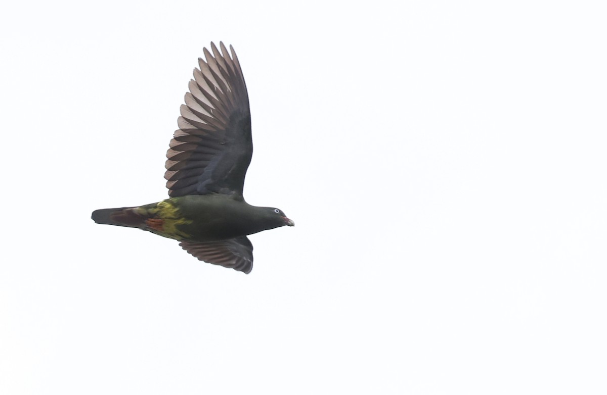 Sao Tome Green-Pigeon - ML599484171