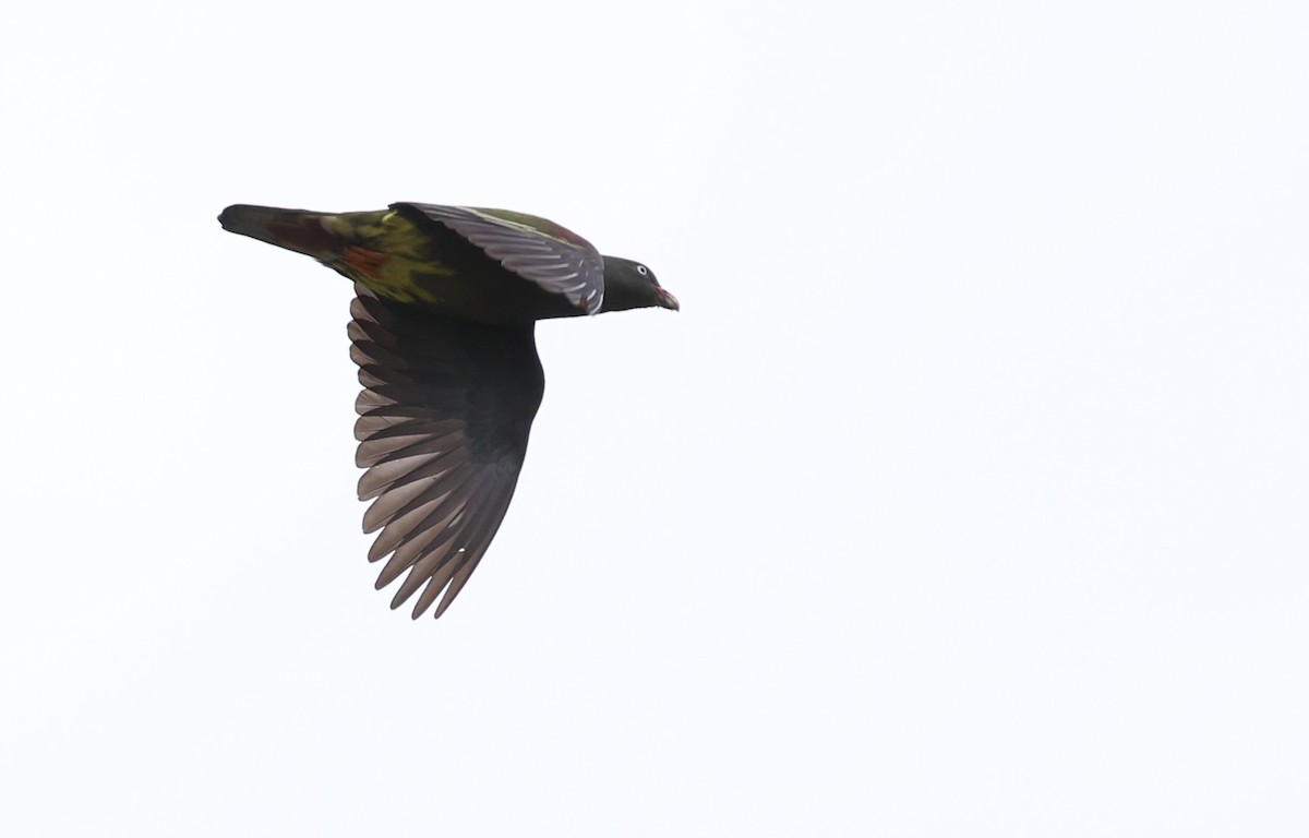 Sao Tome Green-Pigeon - ML599484181