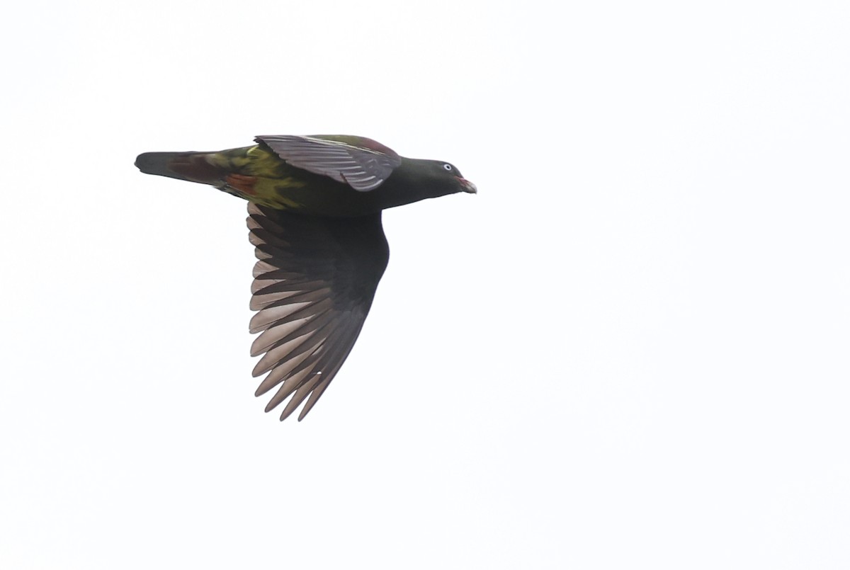 Sao Tome Green-Pigeon - ML599484191