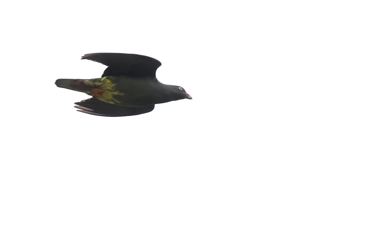 Sao Tome Green-Pigeon - ML599484201