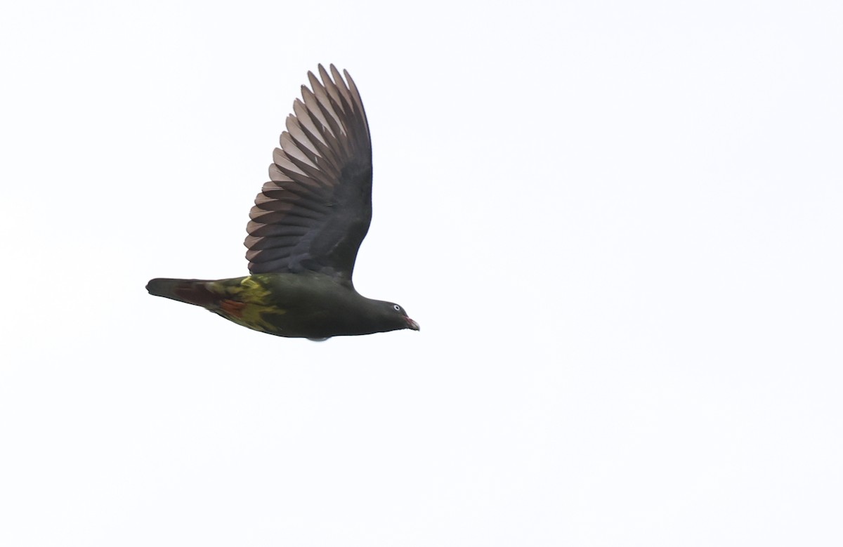 Sao Tome Green-Pigeon - ML599484211