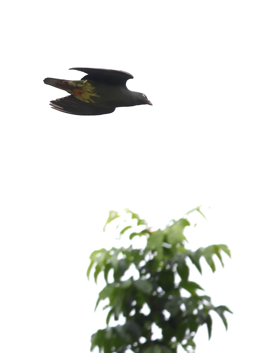 Sao Tome Green-Pigeon - ML599484611