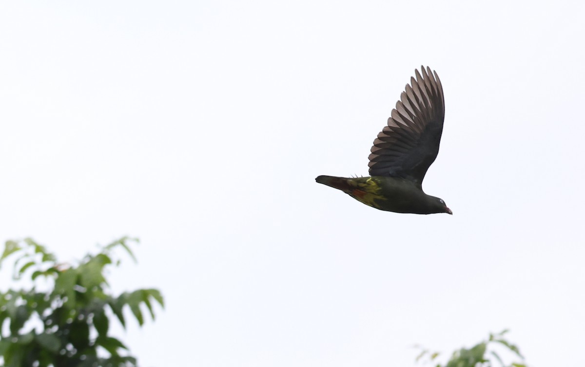 Sao Tome Green-Pigeon - ML599484631