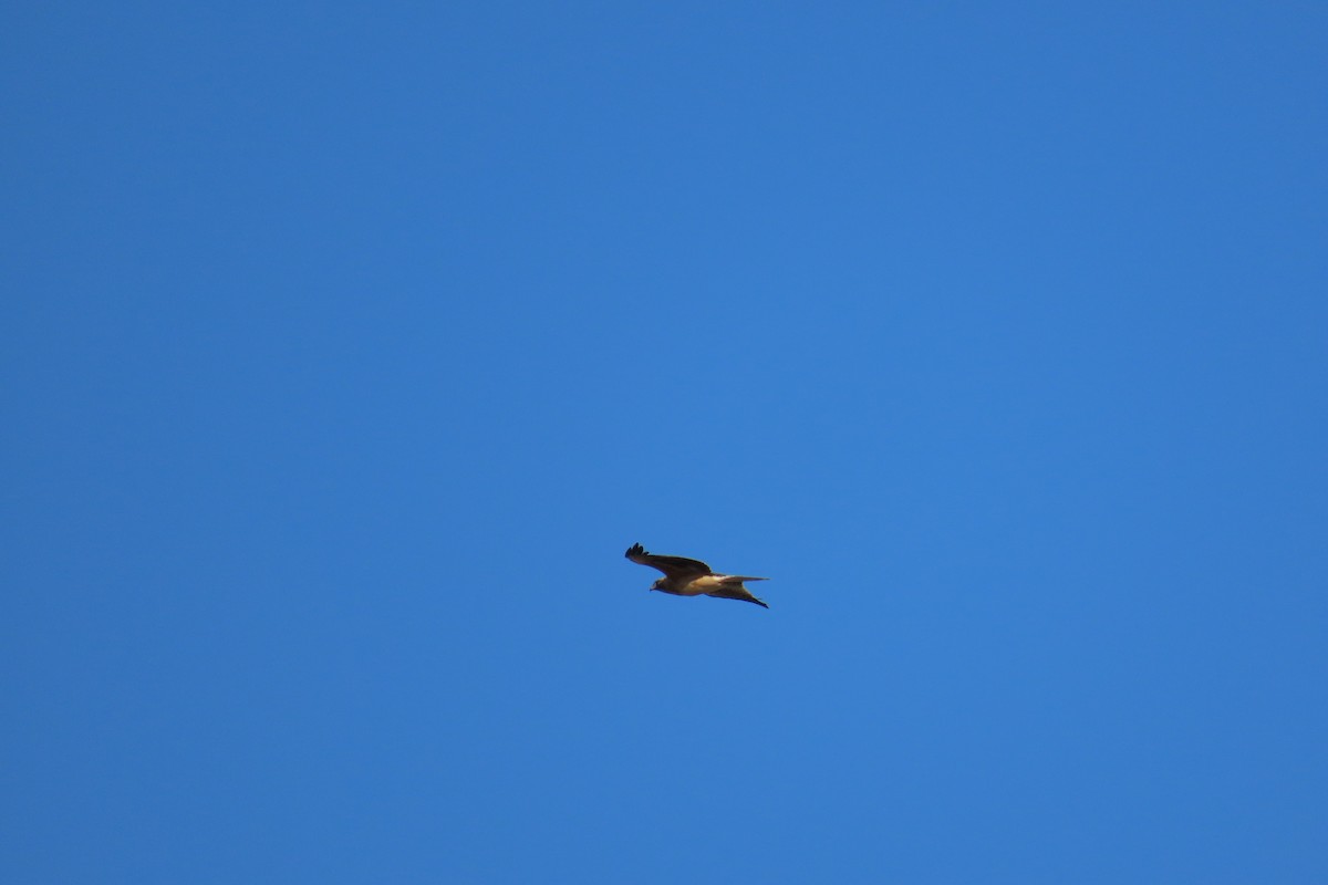 Австралийский орёл-карлик - ML599486971