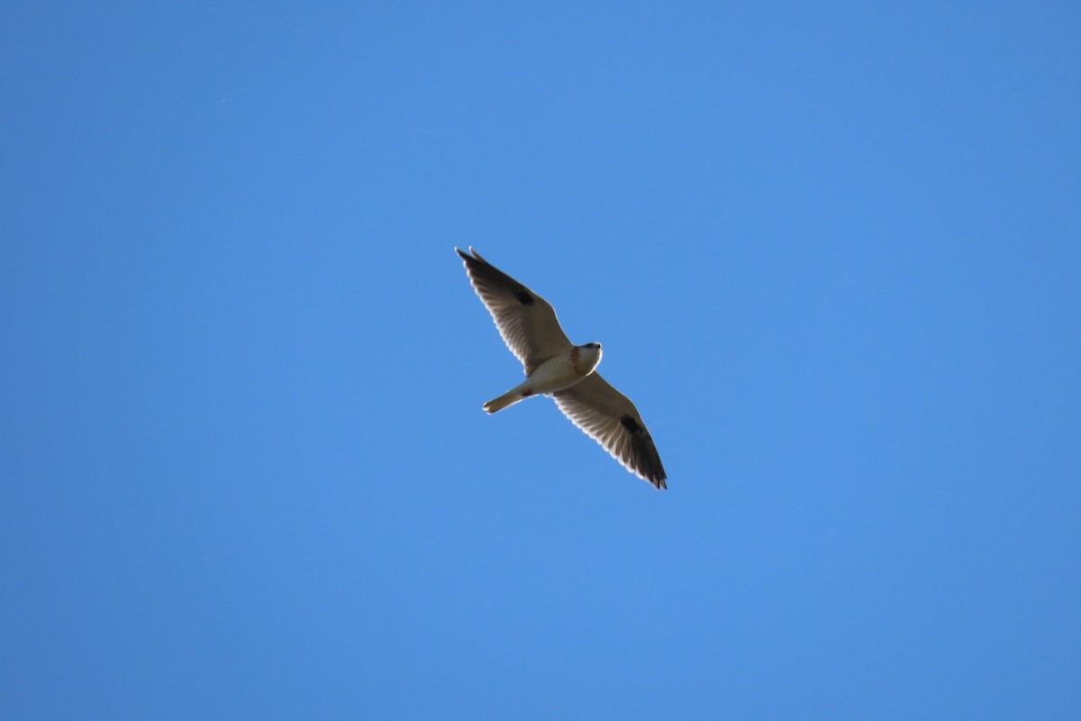 Black-shouldered Kite - ML599490731