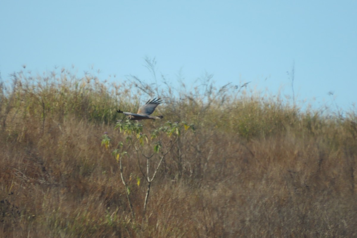 Spotted Harrier - ML599490841