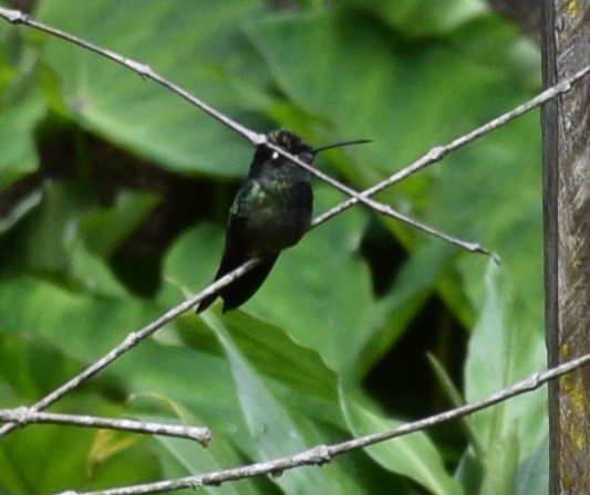 Emerald-chinned Hummingbird - Zuly Escobedo / Osberto Pineda