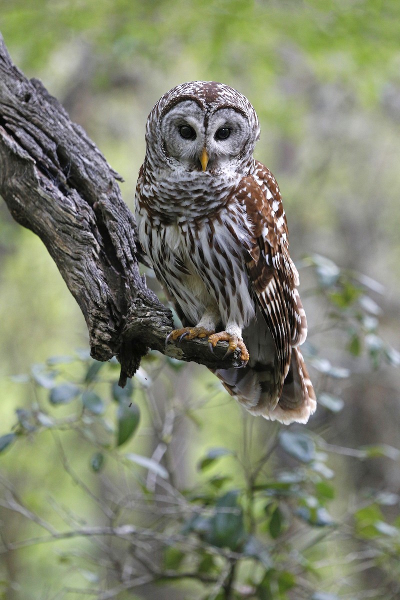 Barred Owl - Laura Keene