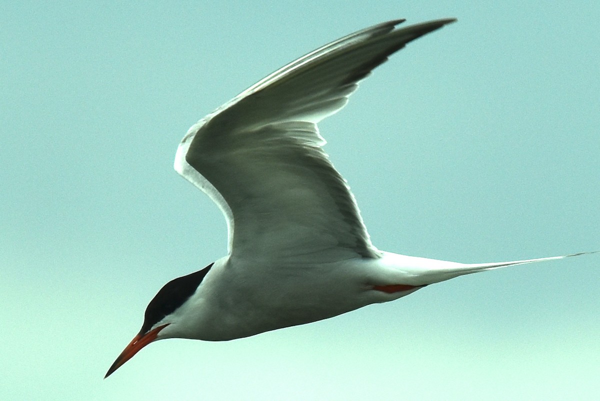 Common Tern - ML599494281