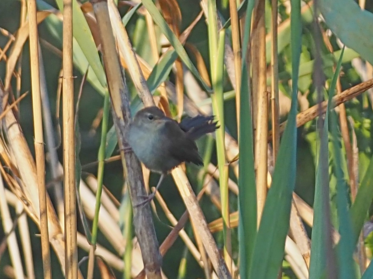 Cetti's Warbler - Jim Conner
