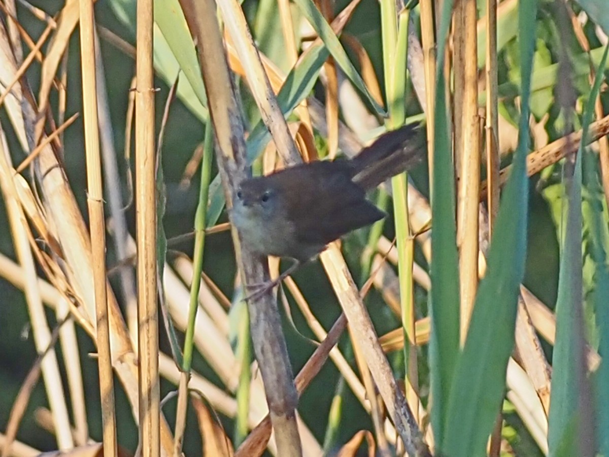 Cetti's Warbler - Jim Conner