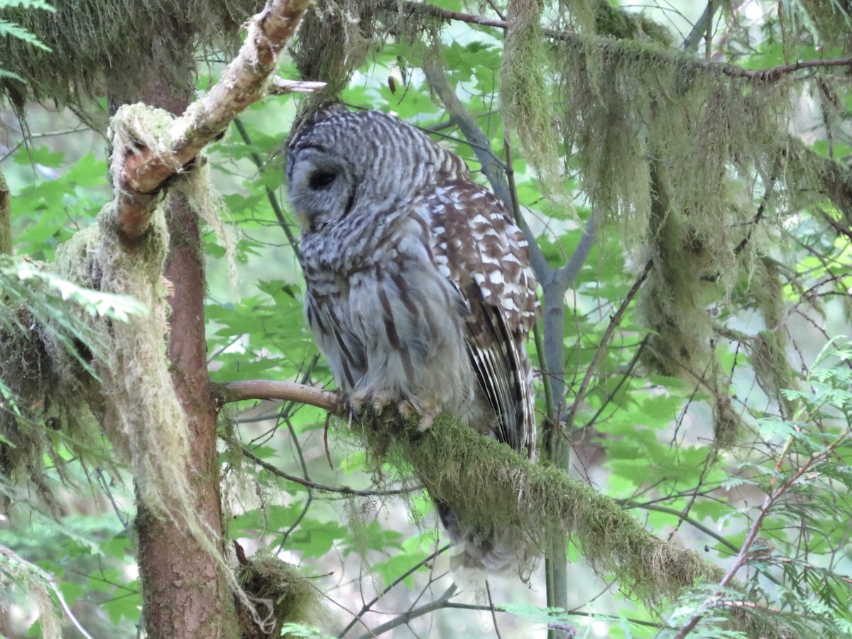 Barred Owl - ML599495691