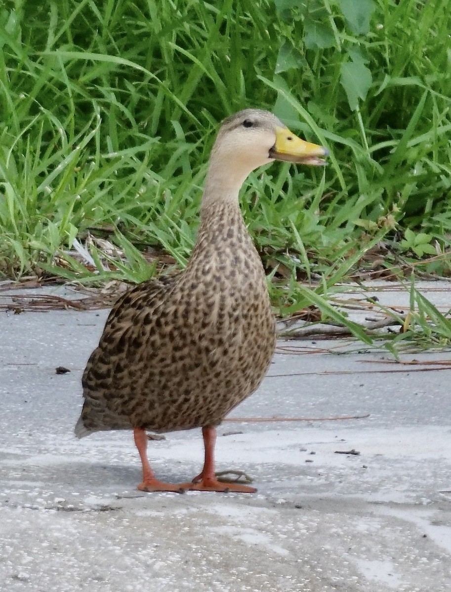 Mottled Duck (Florida) - ML599497601
