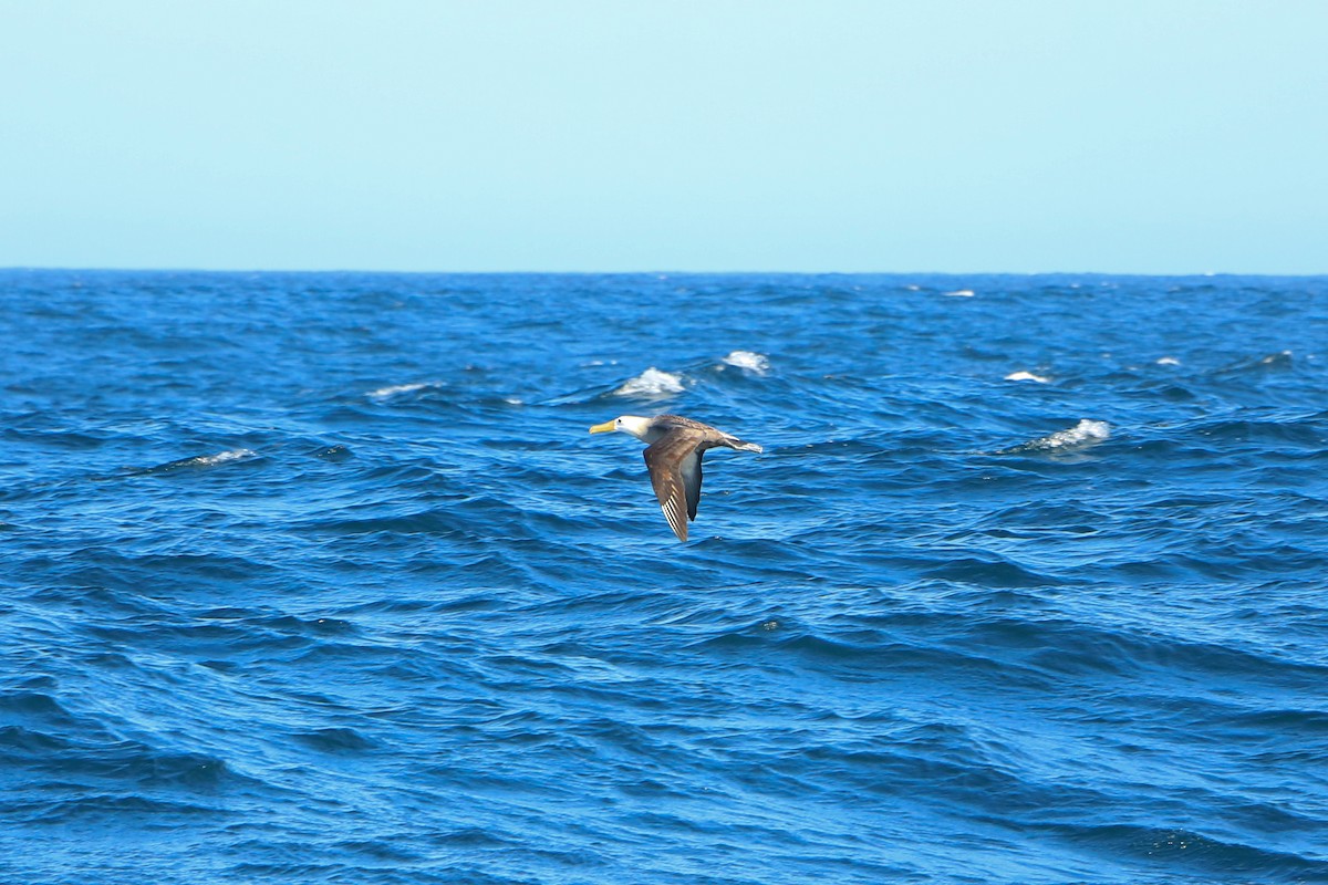 Waved Albatross - Jorge Novoa - CORBIDI