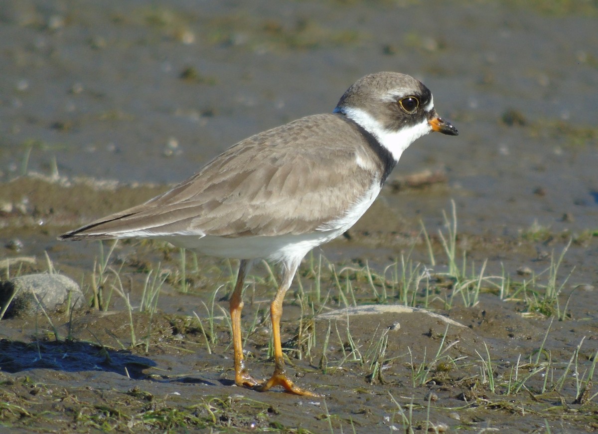 Semipalmated Plover - ML599502041